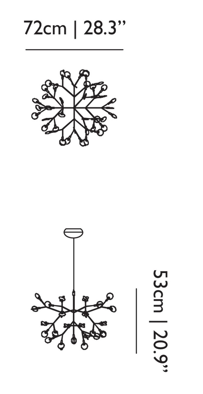 heracleum small heracleum II heracleum small heracleum II